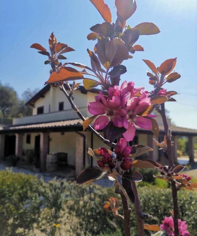 Casale Terre Rosse Garden Bed and Breakfast Saturnia Eksteriør billede